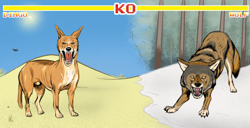 Ever wondered who would win in a fight between a dingo and a wolf? An expert explains