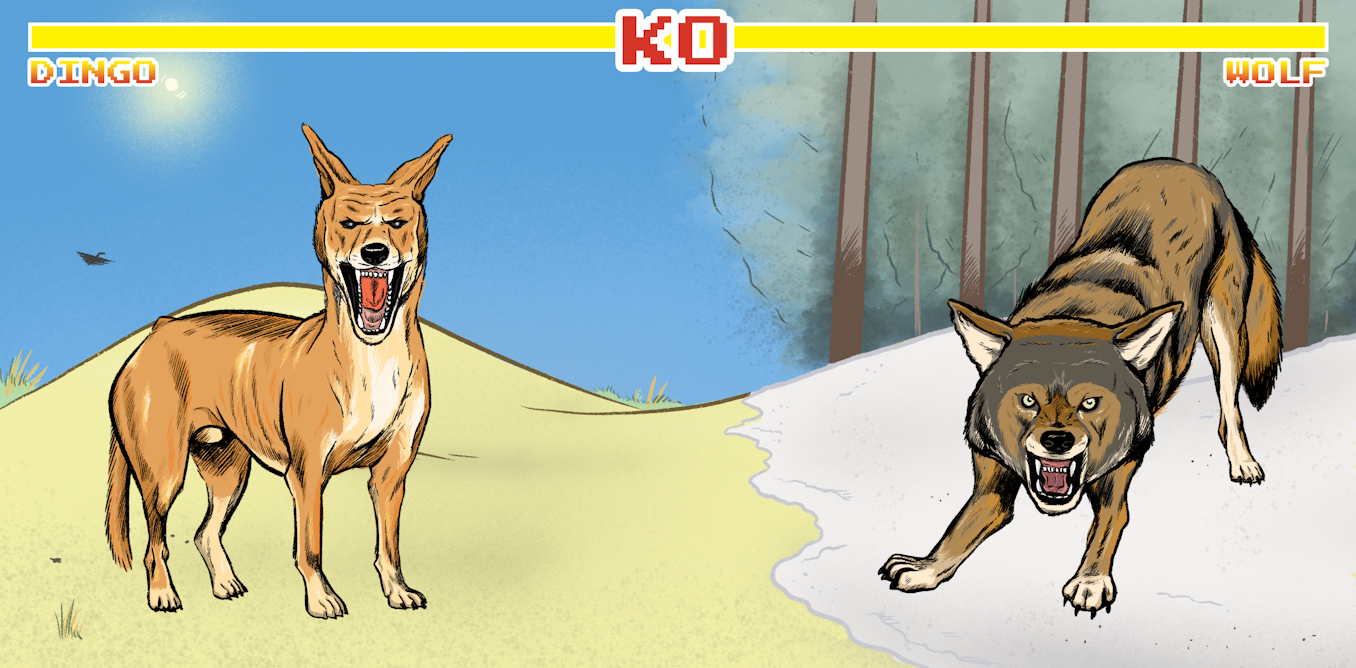 Ever wondered who would win in a fight between a dingo and a wolf