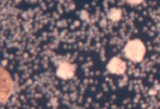 Will Self Replicating Xenobots Cure Diseases Yield New Bioweapons Or Simply Turn The Whole World Into Grey Goo Will Self Replicating Xenobots Cure Diseases Yield New Bioweapons Or Simply Turn The Whole World Into Grey Goo