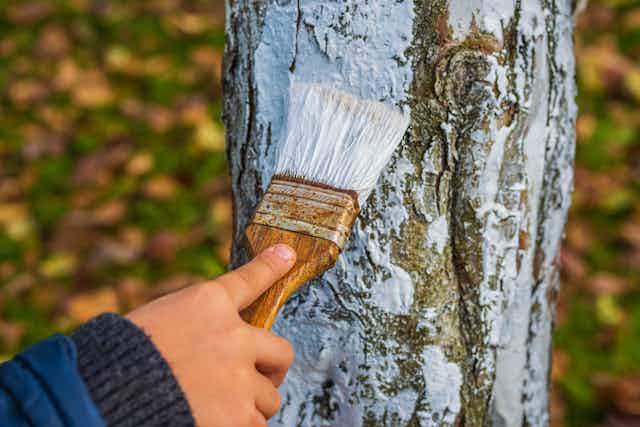 Person painting tree trunk with white paint