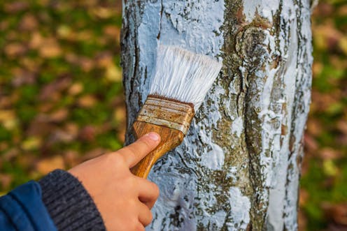 Trees get sunburnt too – but there are easy ways to protect them, from tree 'sunscreen' to hydration