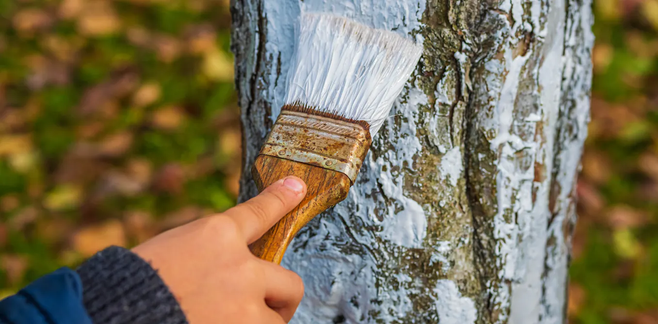 Trees get sunburnt too – but there are easy ways to protect them, from ...