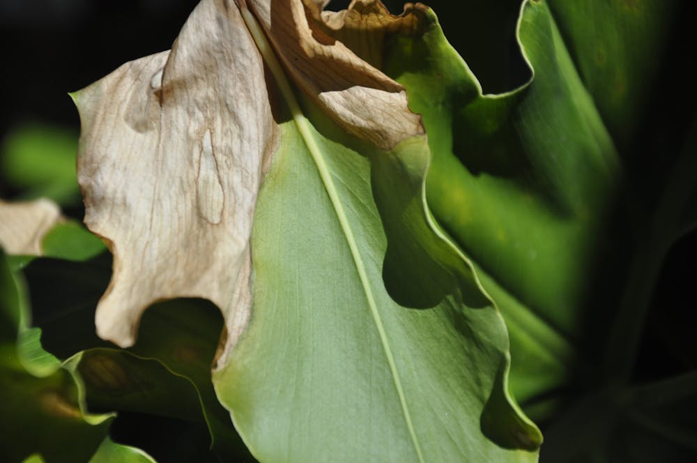 Trees get sunburnt too – but there are easy ways to protect them, from ...