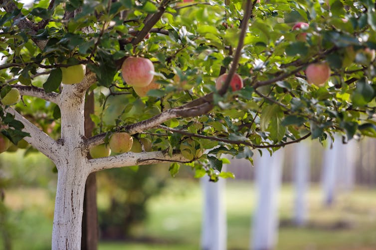 Fruit trees with painted trunks