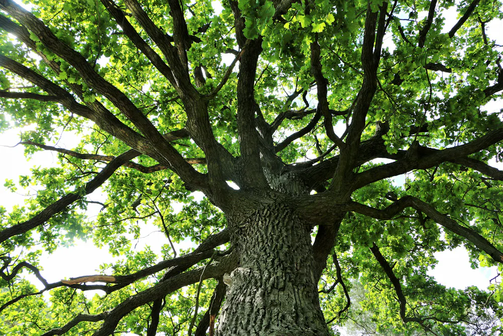 Trees get sunburnt too – but there are easy ways to protect them, from ...