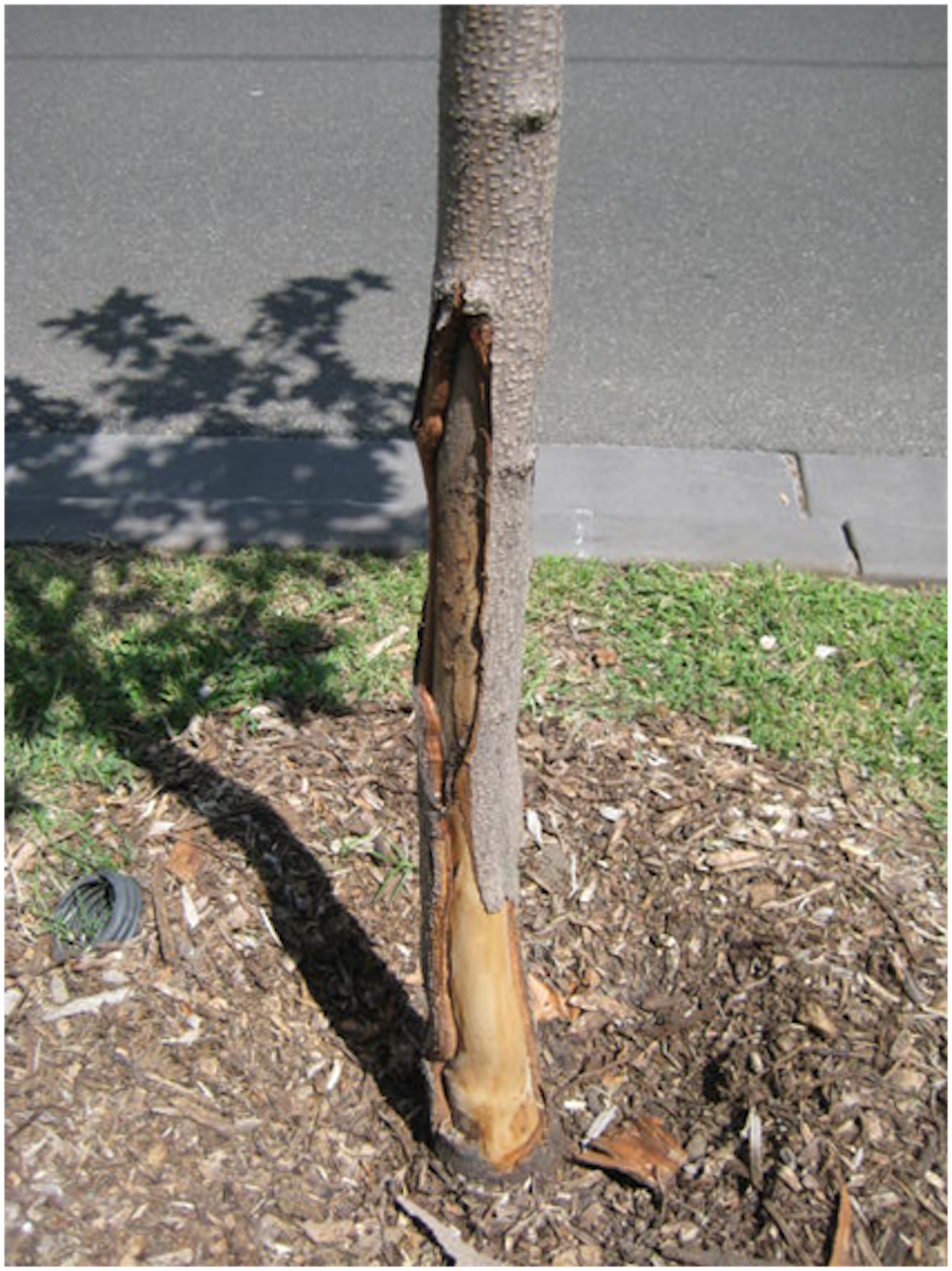 Trees get sunburnt too – but there are easy ways to protect them, from ...