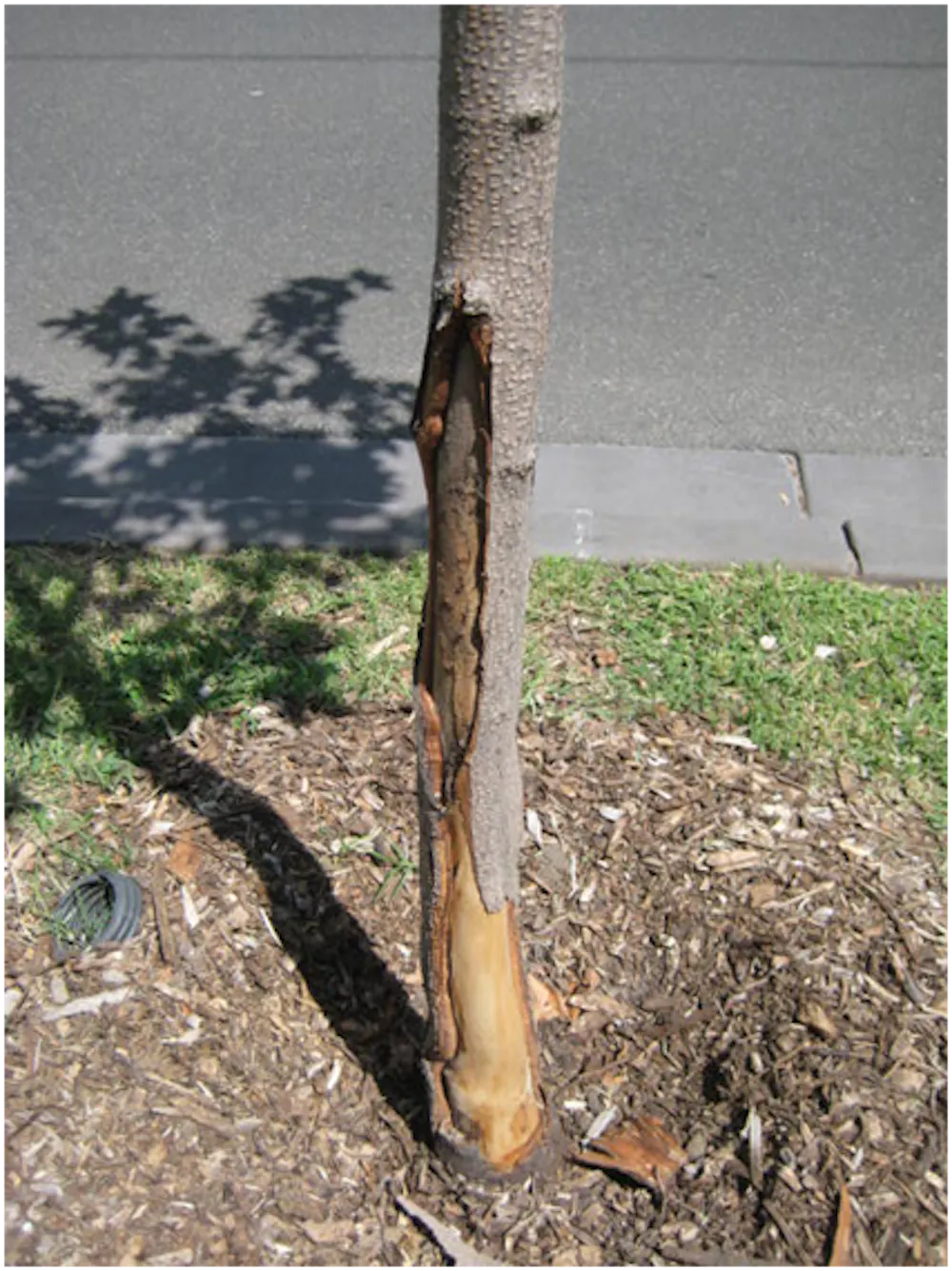 Trees get sunburnt too – but there are easy ways to protect them, from ...