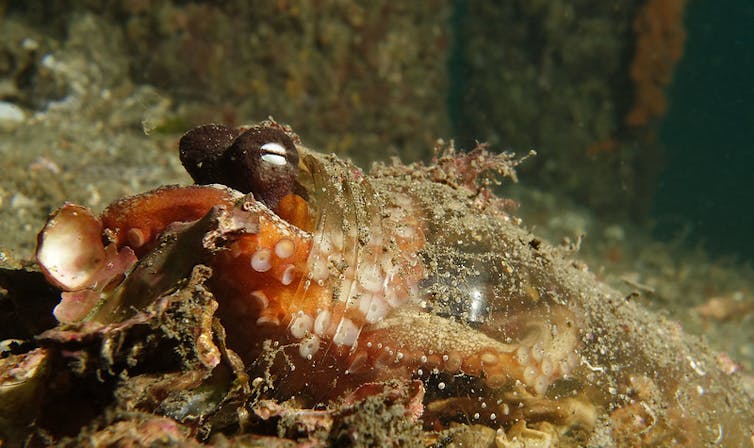 Octopus in a glass jar