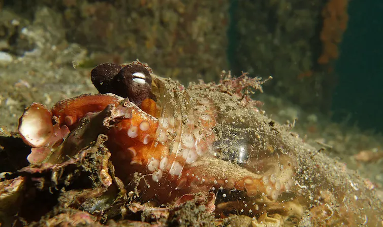 Octopus in a glass jar