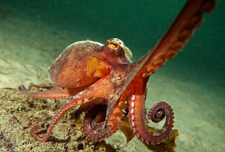 Octopus reaches for camera