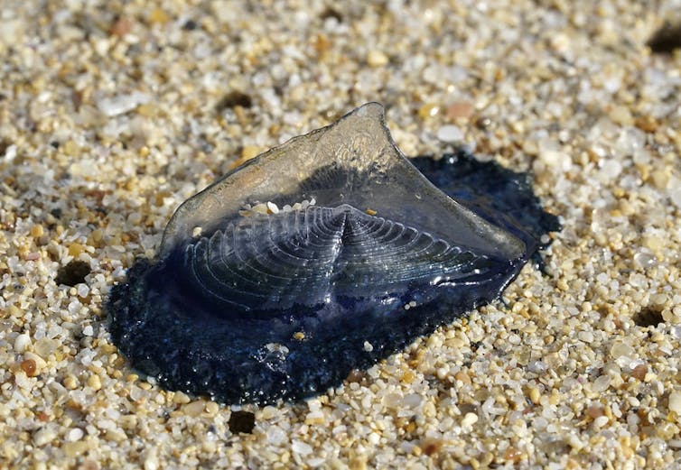 Jellyfish on sand
