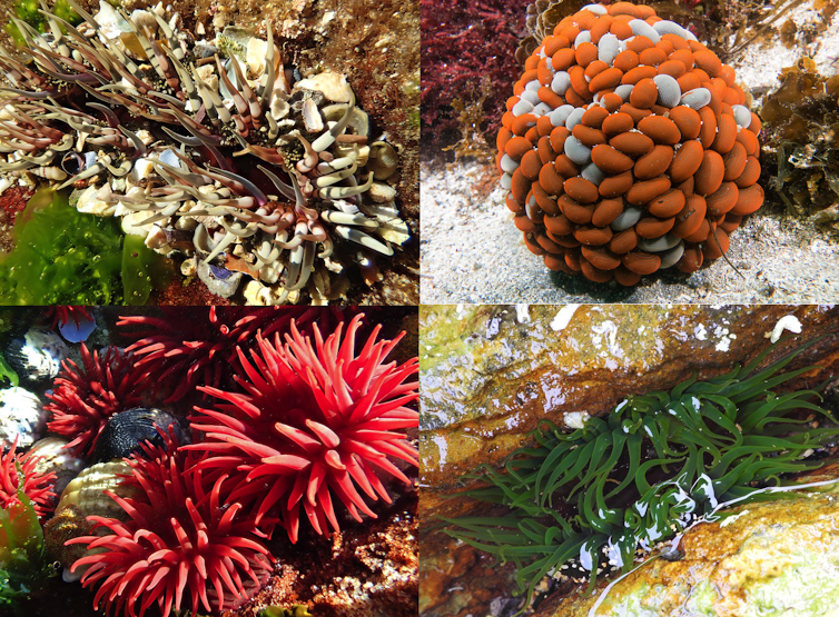 Grid of four anemone photos.