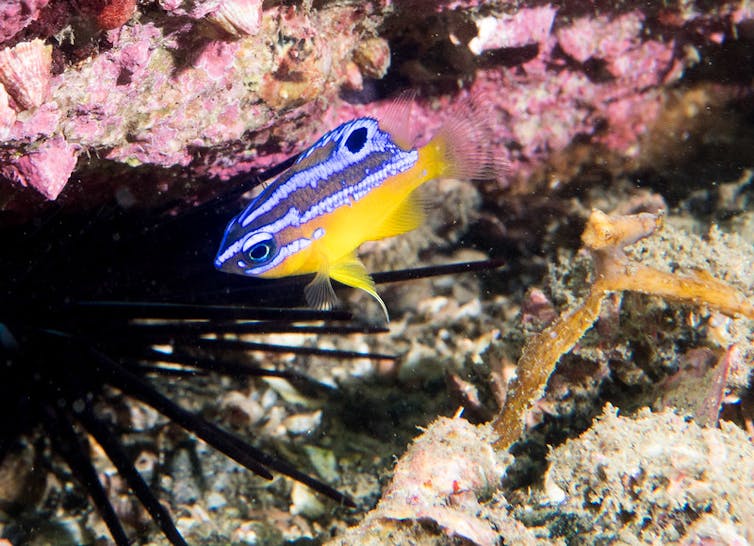 Juvenile immaculate damselfish.