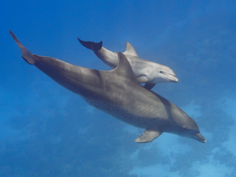 Bottlenose dolphin mother and cals
