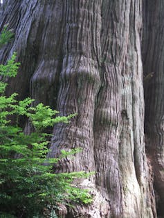 An enormous tree trunk.