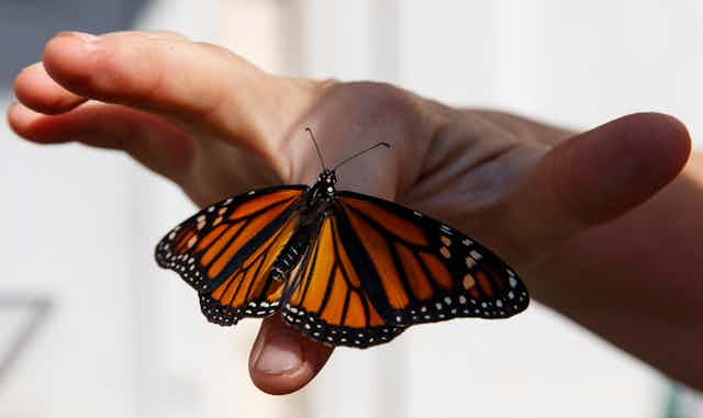 A Monarch butterfly rests on a human forefinger.