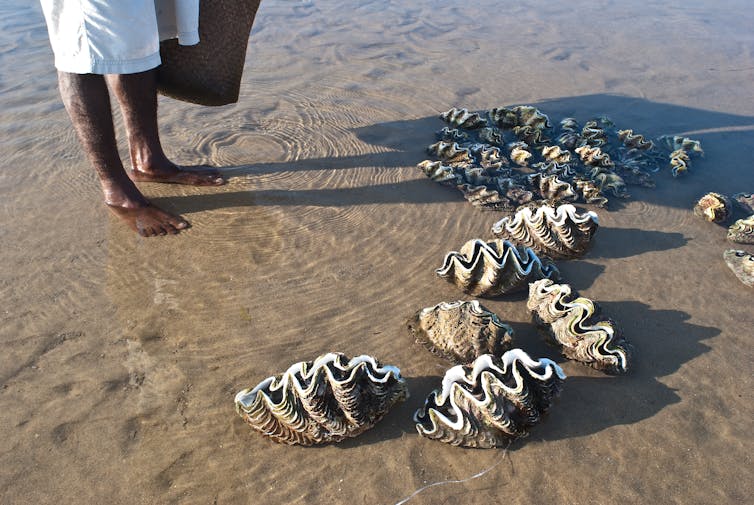 Man looking at giant clams for sale
