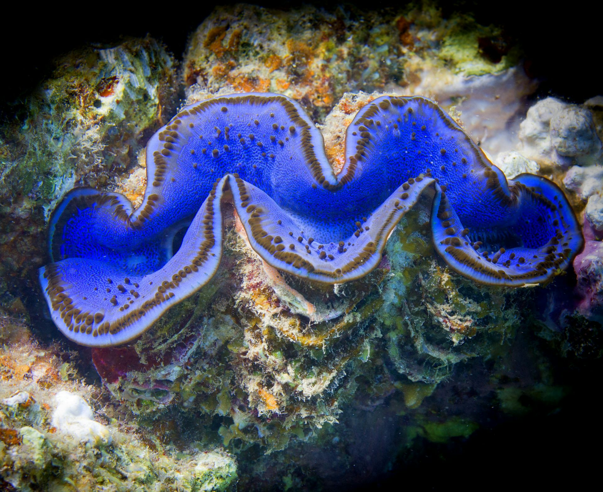 Giant clam deals