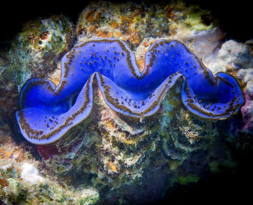 Our iconic giant clams face new threats from warmer waters and acidic oceans – let's buy them time