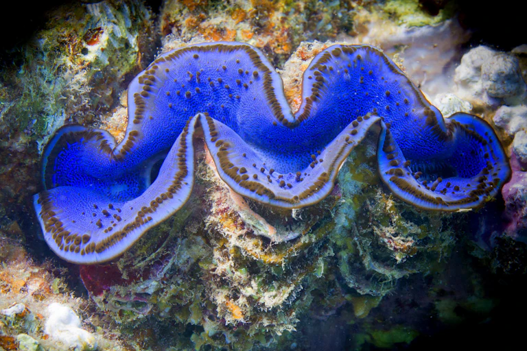 Giant clam