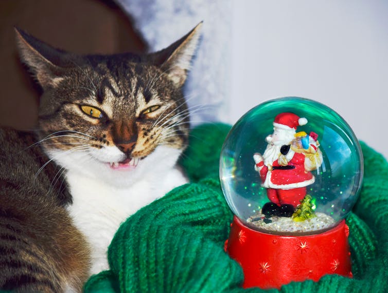 A cat and a snowglobe