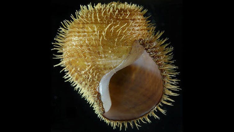 a spiky snail on black background