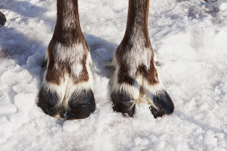 Two front reindeer hooves.