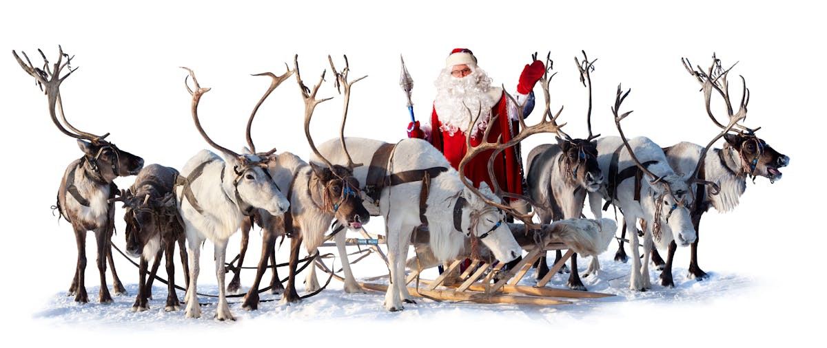 Five ways reindeer are perfectly evolved for pulling Santa's sleigh