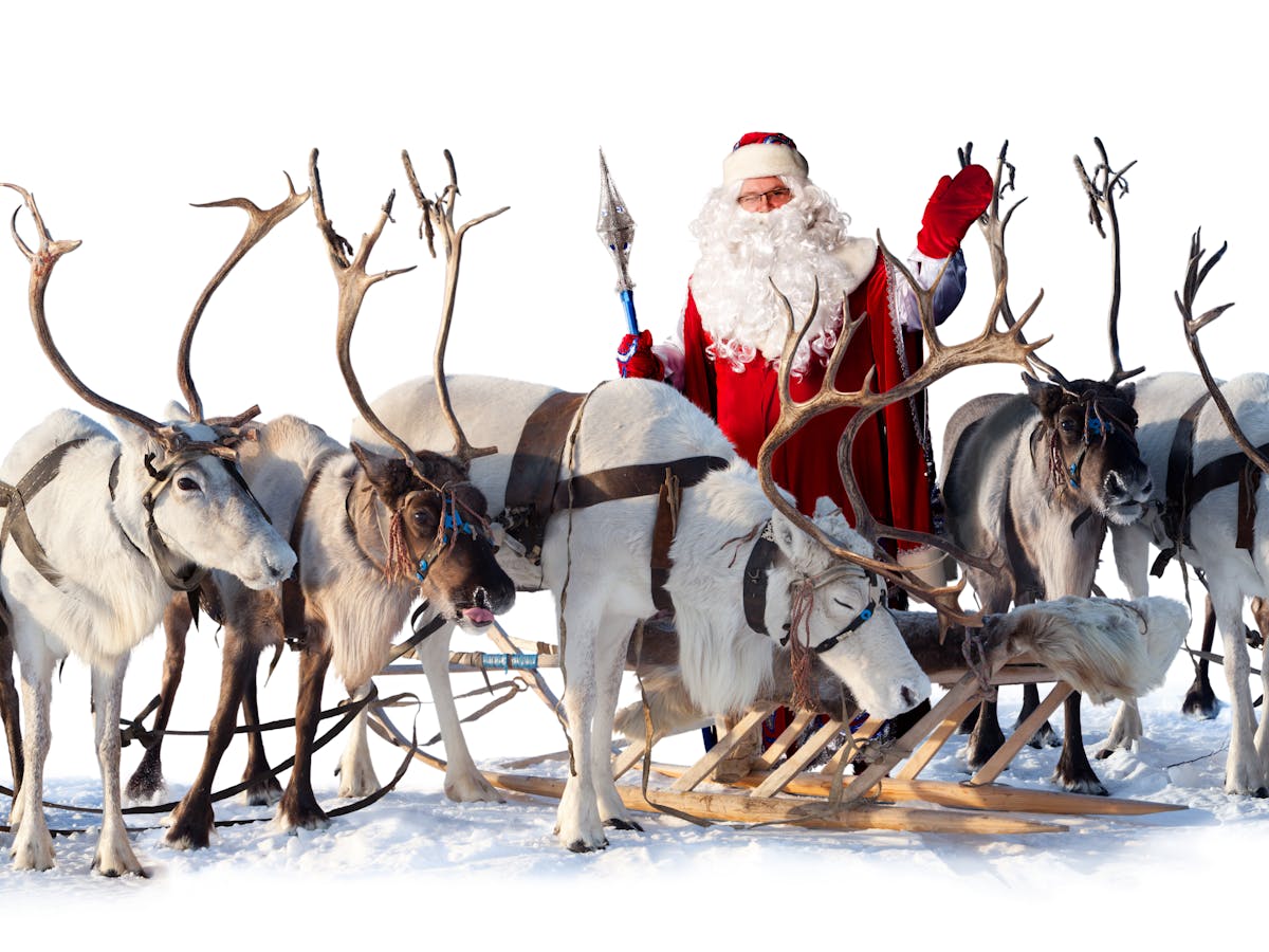 Five ways reindeer are perfectly evolved for pulling Santa's sleigh