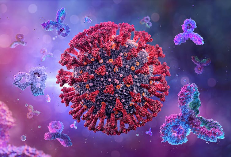 A coronavirus being attacked by neutralising antibodies