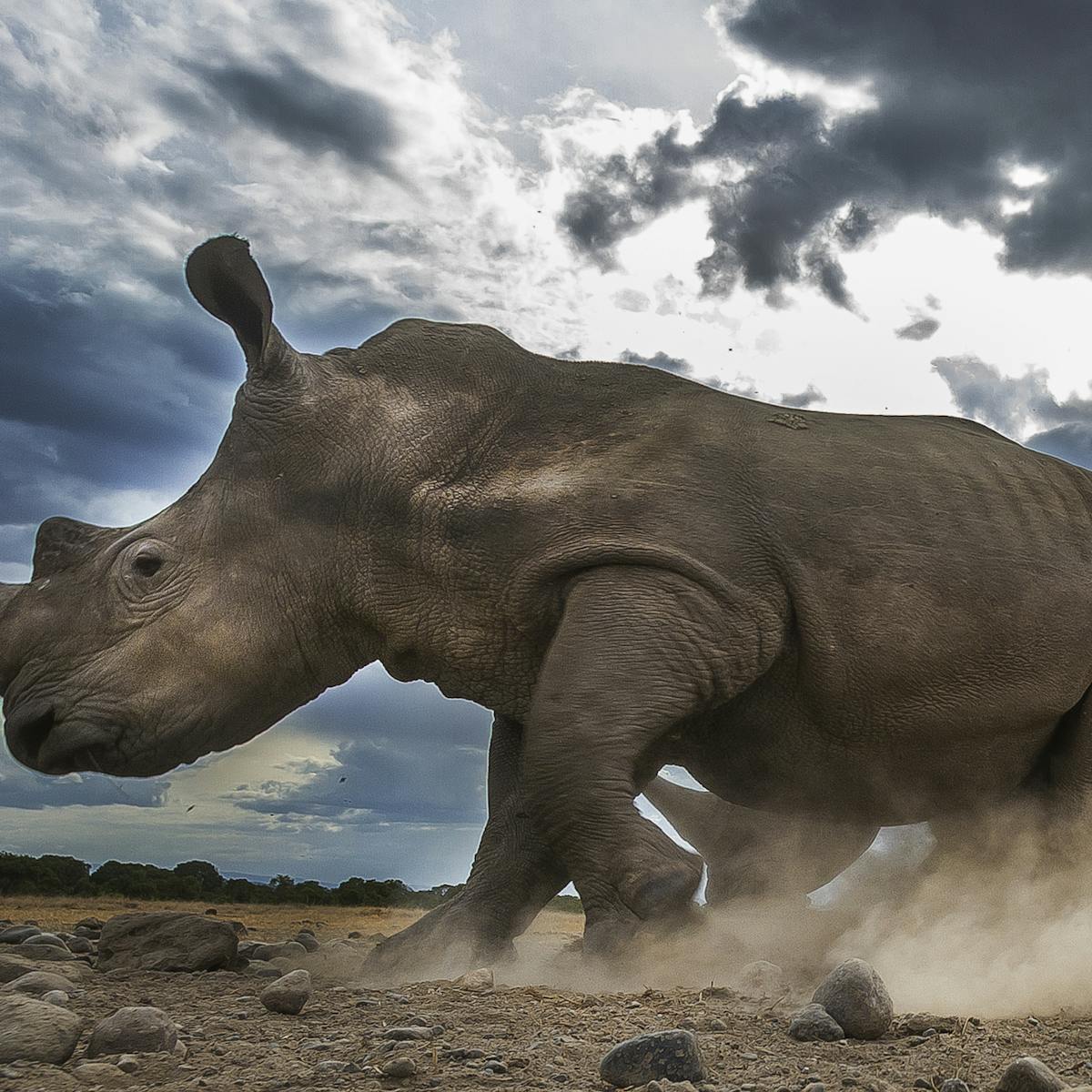 Moving African rhinos: what it takes to translocate an endangered species