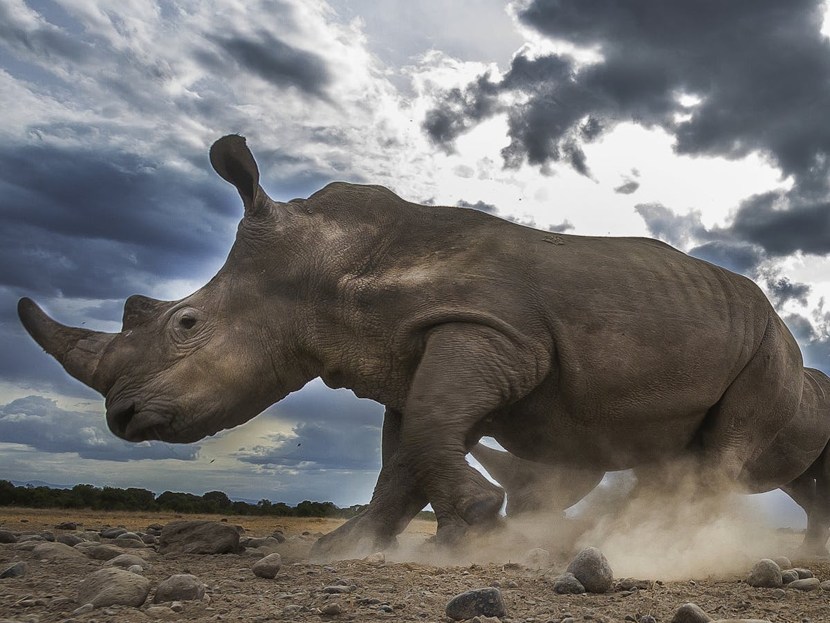 Moving African rhinos: what it takes to translocate an endangered species
