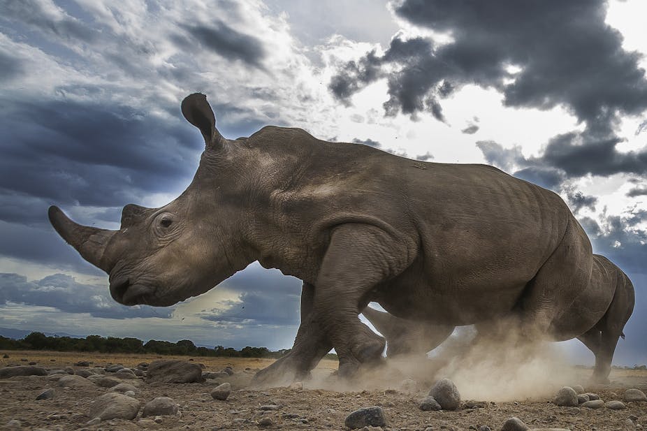 White rhinos charge and kick up dust