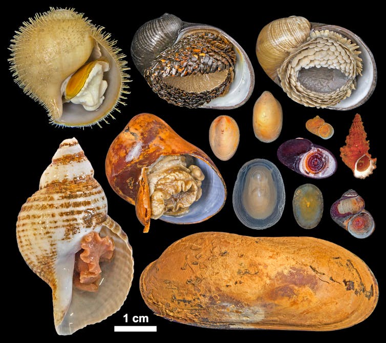 image of lots of different vent molluscs