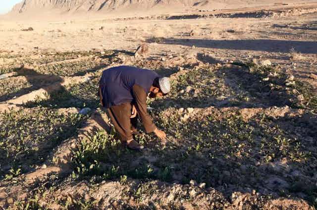 An Afghan in traditional clothing bending down to cultivate poppy seedlings.