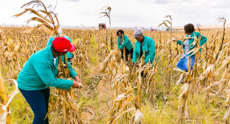 Cutting the maize crop in South Africa.