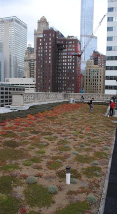 green roofs essay