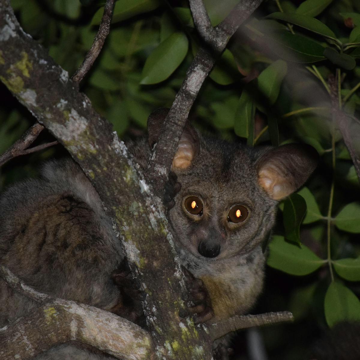 Even bushbabies get stressed: here's how we know, and what it means