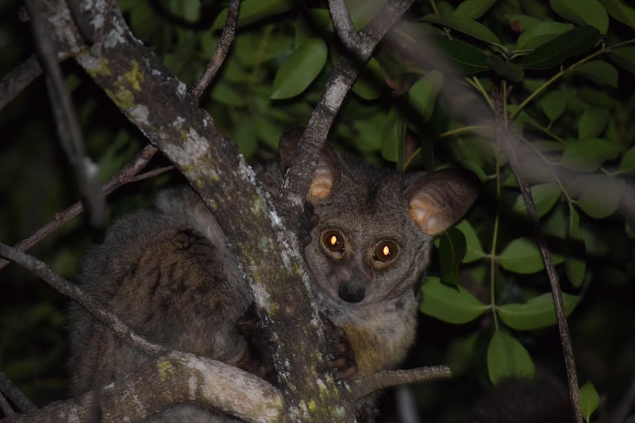 A small grey bushbaby amid green leaves and tree branches
