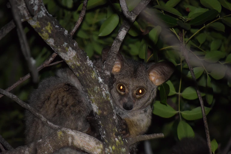 A small grey bushbaby amid green leaves and tree branches