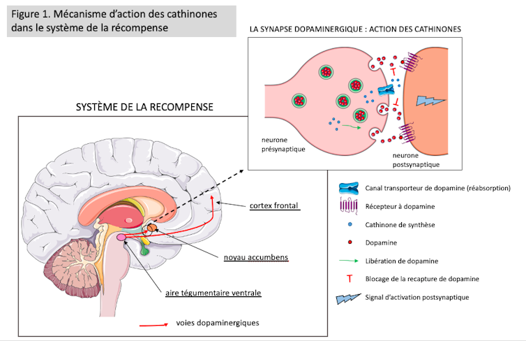 Diagram describing the mode of action of cathinones