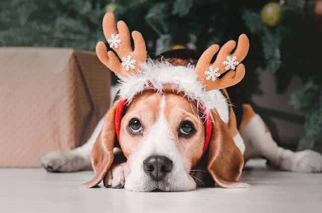 A beagle with reindeer antler headband