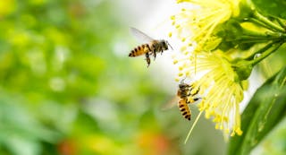 dos abejas y una flor amarilla