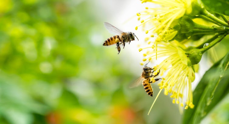 two bees and a yellow flower