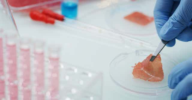 a scientist's gloved hands pick up a thin slice of meat from a petri dish using tweezers