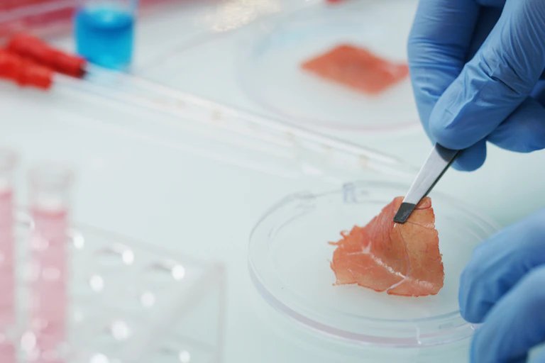 a scientist's gloved hands pick up a thin slice of meat from a petri dish using tweezers