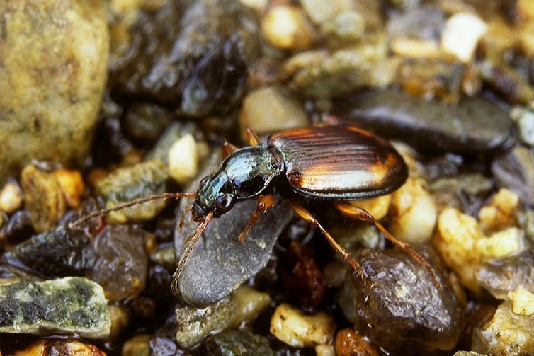 A large brown beetle climbing over pebbles.