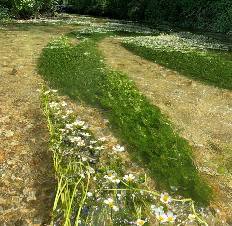 A freshwater stream with green beds of plants with white flowers.