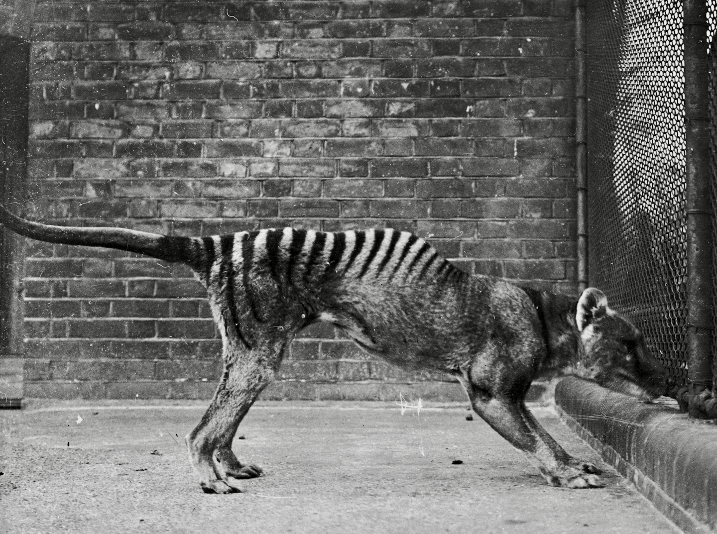 Black and white photo of an animal that looks like a striped wolf in a brick and cement zoo enclosure.