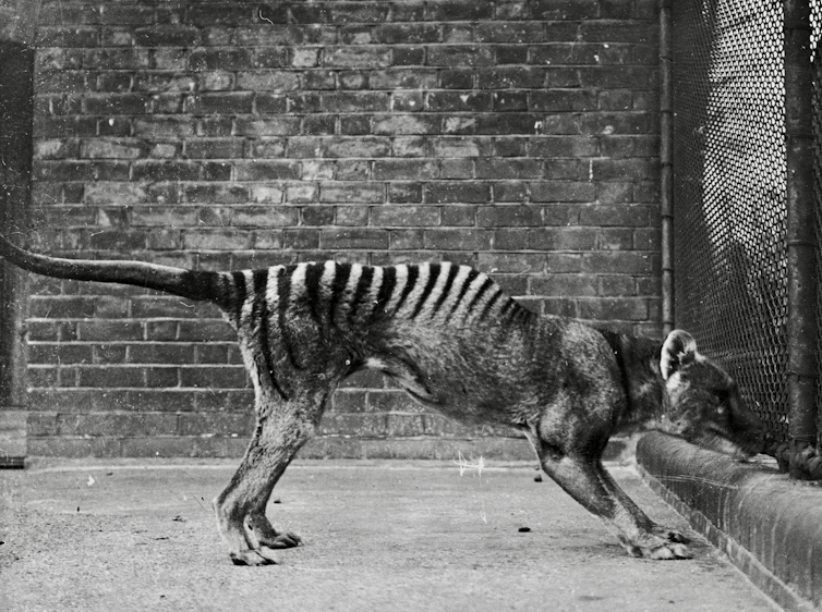 Black and white photo of an animal that looks like a striped wolf in a brick and cement zoo enclosure.